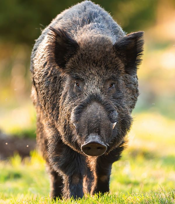wild-boar-